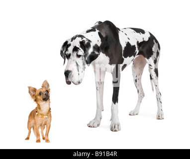 Dogue Allemand arlequin 4 ans en regardant un petit chihuahua de 18 mois devant un fond blanc Banque D'Images