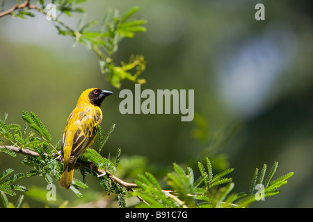 Cape Weaver Ploceus Capensis ( ) Banque D'Images