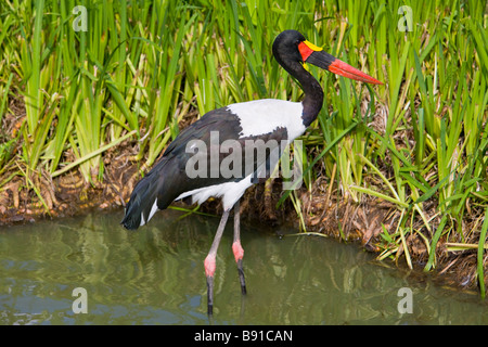 Saddle-billed Stork ( Ephippiorhynchus senegalensis ) Banque D'Images