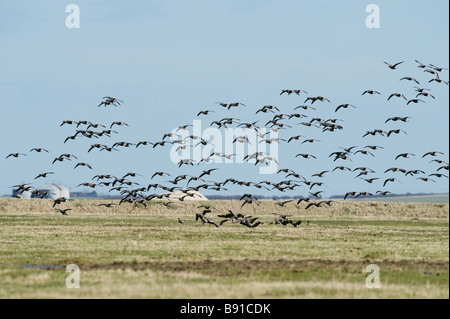 La Bernache cravant (Branta bernicla) marais d'Elmley Kent UK Banque D'Images