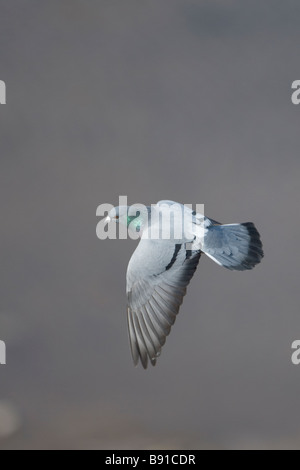 Pigeon ou le Pigeon biset Columba livia Banque D'Images