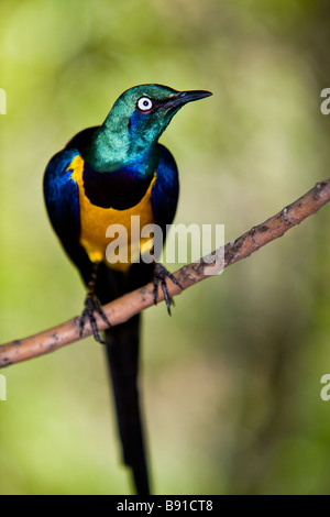 Golden-breasted Starling Starling ou royale ( Cosmopsarus regius ) Banque D'Images