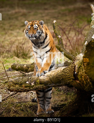 Cute Siberian Tiger Cub debout contre un arbre Panthera tigris altaica Banque D'Images