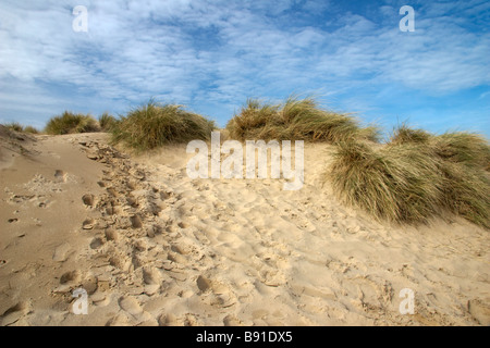 Les dunes de sable sur la mer côté puits 'plage', Norfolk, Angleterre, Royaume-Uni. Banque D'Images