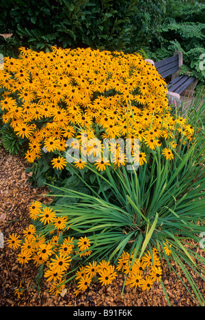 Écran brillant de Brown-eyed DANS LE LAC SUSANS HARRIET ROSE GARDEN, Minneapolis, Minnesota. La fin de l'été. Banque D'Images