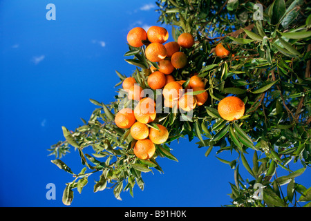 Oranges on tree Banque D'Images