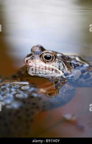 Rana temporaria. Grenouille rousse et les grenouilles pondent dans un étang de jardin. UK Banque D'Images