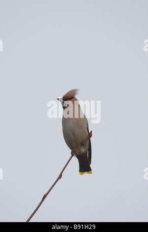 Jaseur boréal Bombycilla garrulus PERCHER SUR ROWAN BRANCH Banque D'Images