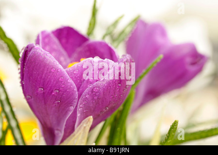 Crocus Crocus hybr Banque D'Images