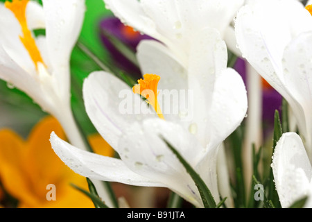 Crocus Crocus hybr Banque D'Images