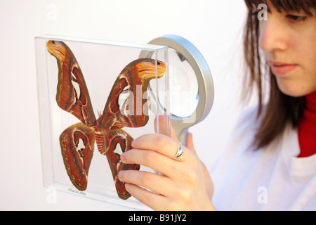 Regardant un papillon géant. Attacus atlas Banque D'Images