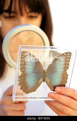 Regarder un papillon. Morpho peleides Banque D'Images