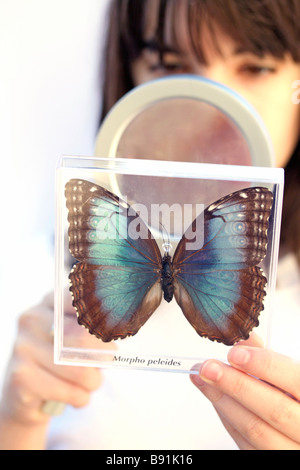 Regarder un papillon. Morpho peleides Banque D'Images