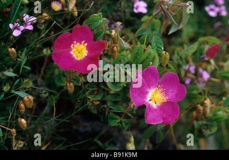 Rosa Gallica var. pumila Banque D'Images