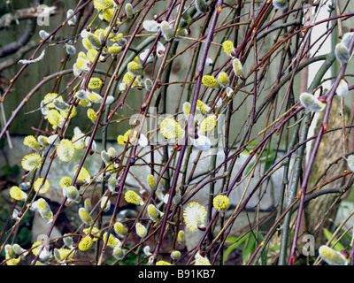 Saule Salix caprea au printemps fleur. Banque D'Images