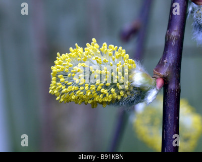 Saule Salix caprea,mars chaton en macro. Banque D'Images