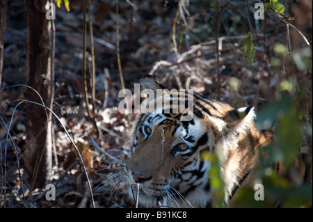 Head shot of tigre du Bengale, Panthera tigris tigris - Parc National de Kanha, Madhya Pradesh, Inde Banque D'Images