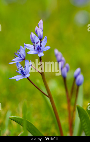 Alpine squill Scilla bifolia en fleur Banque D'Images