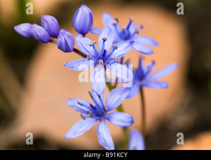 Scilla bifolia, alpine squill, en fleurs Banque D'Images