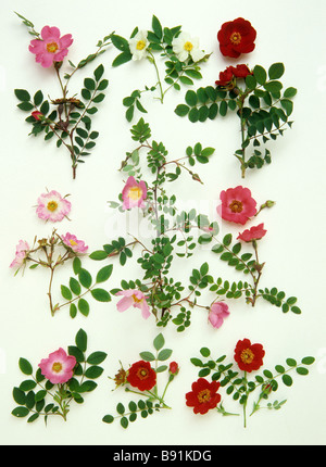 Vieux et Wild Rose - collection de spécimens dans les jardins de la Rose - 25 juin Banque D'Images