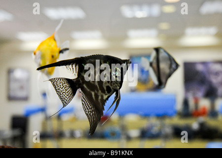 Poissons ange Pterophyllum scalare dans un aquarium intérieur Banque D'Images