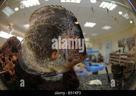 Symphysodon Discus poisson dans un aquarium intérieur Banque D'Images