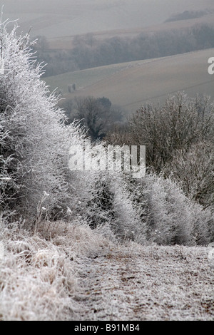 Dorset campagne couverte de givre, de givre à Dorset en janvier Banque D'Images