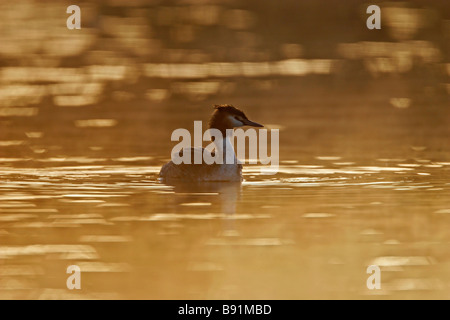 Grèbe huppé (Podiceps cristatus) capturé lorsque le soleil venait juste de traverser la brume matinale. Banque D'Images