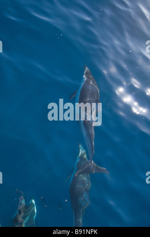 Dauphin à flancs blancs du Pacifique Lagenorhynchus obliquidens Baja California au Mexique Banque D'Images