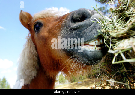 Horse eating hay Banque D'Images