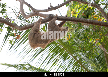 Hoffmann's Deux-toed Sloth, Choloepus hoffmanni vu à Panama City, au Panama. Banque D'Images
