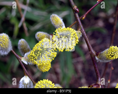 Salix caprea,chatons des saules en fleur. Banque D'Images