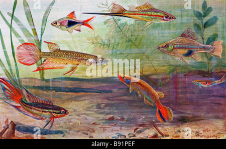 Killifish illustrations ; à partir du haut à gauche : arlequin, porte-épée vert (2), guppy, le bar rayé, lyricauda panchax Rivulus, poisson Paradis Banque D'Images