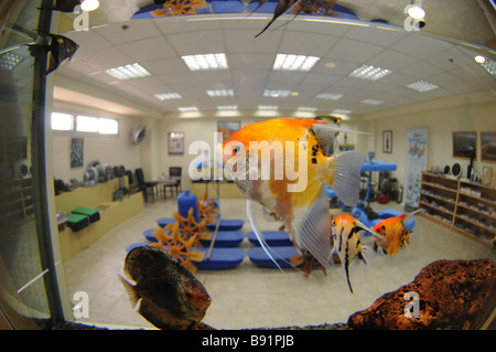 Poissons ange Pterophyllum scalare dans un aquarium intérieur Banque D'Images