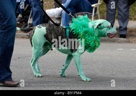 Chien peint vert et portant des lunettes de soleil et équipement vert pour la Saint Patrick's Day Parade en USA Banque D'Images