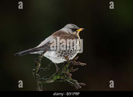 F Turdus Fieldfare Banque D'Images