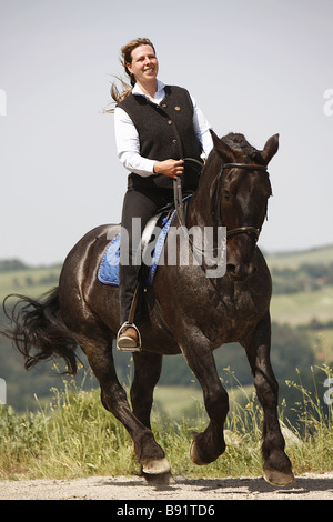 Cavalier au cheval Noriker Banque D'Images
