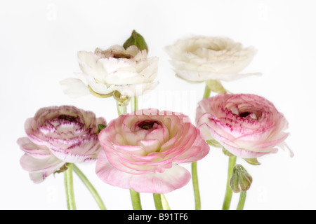 Ranunculus asiaticus Renoncule ou persane sur un fond blanc. Banque D'Images