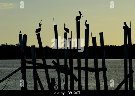 Les pélicans sur pilotis au coucher du soleil. Banque D'Images