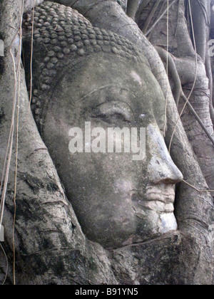 Visage sculpté du Bouddha au milieu des racines d'arbres, Thaïlande Banque D'Images