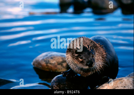 La loutre d'Amérique du Nord, Lontra canadensis Banque D'Images