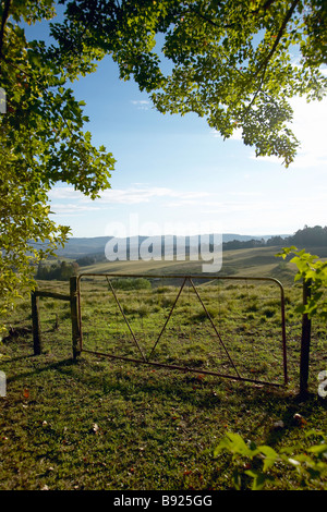 Ferme menant dans un enclos de collines Midlands Natal Midlands KwaZulu Natal Afrique du Sud Banque D'Images