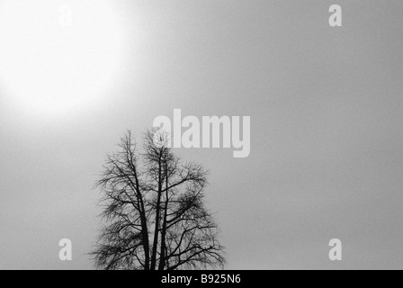 Silhouette d'arbre Banque D'Images