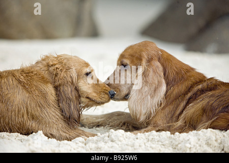 Deux chiens Cocker - situé dans le sable Banque D'Images