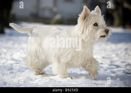West Highland Terrier. Hot dog walking in snow Banque D'Images