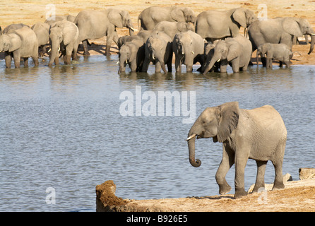 Les jeunes de l'eléphant d'Afrique Loxodonta africana bull adopte la position défensive typique avec un grand troupeau de reproduction dans l'arrière-plan Banque D'Images