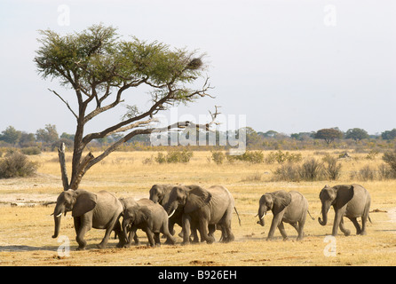 Grand troupeau d'éléphants d'Afrique Loxodonta africana exécuter à distance vers un étang Banque D'Images