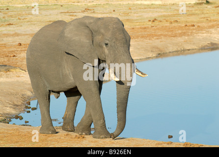 L'éléphant d'Afrique Loxodonta africana de bull à un étang Banque D'Images