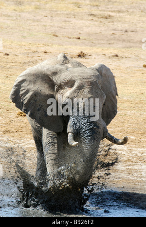 Elephnt Bull Loxodonta africana à évents musth sa frustration d'un point d'eau boueuse dans le parc national de Hwange au Zimbabwe Banque D'Images