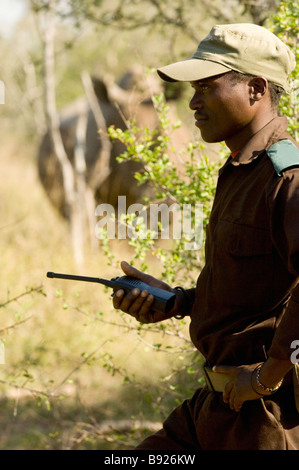 Un jeu ranger au Swaziland tracking Rhino sur pied avec un rhinocéros dans le contexte environ 25 mètres Swaziland Banque D'Images